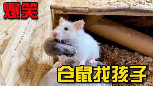 小仓鼠的搞笑视频大全