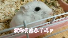 小仓鼠的搞笑视频大全  第2张