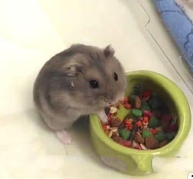 小仓鼠的搞笑视频大全  第3张