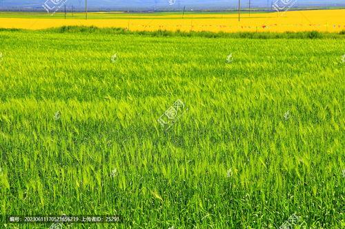 田野资料,探寻社会现象的微观视角  第3张