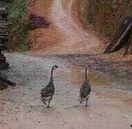 网红鹅已经被吃了,一场网络狂欢背后的真相  第2张