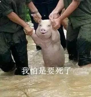 洪水中小猪表情包,萌动人心的救援瞬间 第2张 洪水中小猪表情包,萌动人心的救援瞬间 第2张