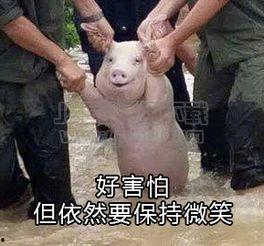 洪水中小猪表情包,萌动人心的救援瞬间 第3张 洪水中小猪表情包,萌动人心的救援瞬间 第3张